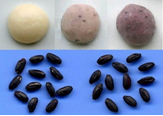 上:白米と紫黒米で作った餅 （左は白米、中央と右が紫黒米） 下：玄米「紫の君」（左）、 「式部糯」（右）